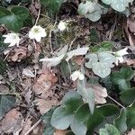 Anemone hepatica Агульны выгляд