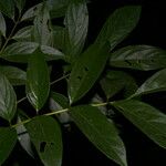 Lonchocarpus monteviridis