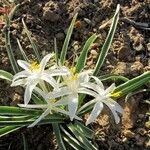 Leucocrinum montanum Flower