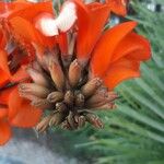 Erythrina caffra Flower