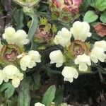 Prunella laciniata 花