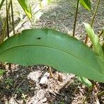 Heliconia bihai Blad