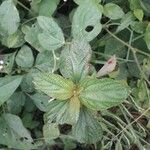 Acalypha aristata Hoja