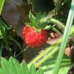 Fragaria vescaPlod