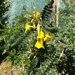 Sophora denudata Blomst