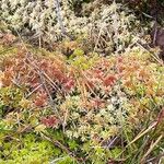 Saxifraga hypnoides Flor