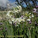 Primula auriculata Hábito