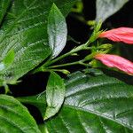 Ruellia brevifolia Blodyn