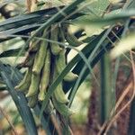 Mucuna pruriens Fruit