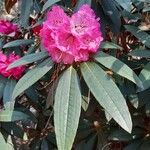 Rhododendron arboreum Bloem