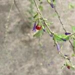 Lycium cestroides Fruto