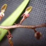 Bulbophyllum calyptratum Kwiat