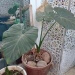 Colocasia esculentaFolla