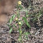 Sida spinosa Άλλα