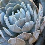 Dudleya pulverulenta Leaf