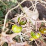 Solanum carolinense Frukt