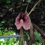 Aristolochia gigantea Flower