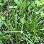 Cyperus mindorensis आदत