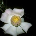 Gustavia augusta Λουλούδι