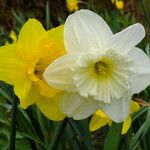 Narcissus × incomparabilis Lorea