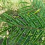 Acacia angustissima Hoja