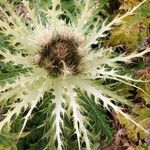 Cirsium spinosissimum Прочее