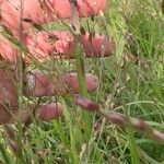 Panicum dichotomiflorum Leaf