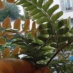 Didymochlaena truncatula برگ