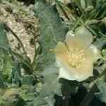 Mentzelia involucrata Flower