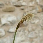 Carex halleriana 花