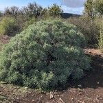 Echium virescens Habitat