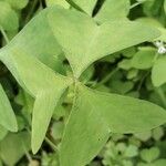 Oxalis latifolia Leaf