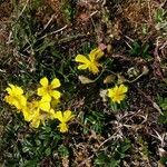 Helianthemum oelandicum Blad