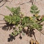 Pseudorlaya pumila ഇല