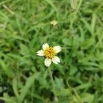 Tridax procumbensΛουλούδι