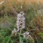 Mentha suaveolensफूल