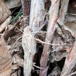 Orobanche rapum-genistae (Otro)