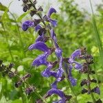 Salvia pratensis Flower