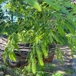 Vachellia farnesiana Foglia