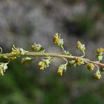 Reseda stricta Flower