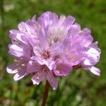 Armeria alpina Other