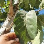 Coccoloba spicata Leaf