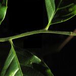 Trichilia euneura Hoja