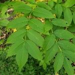 Fraxinus nigra Feuille