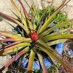 Aechmea recurvata Hábitos