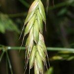 Bromus commutatus Fruit