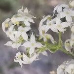 Galium lucidum Flor