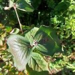 Viburnum carlesiiLeaf