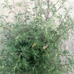 Chenopodium murale List