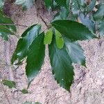 Quercus salicina পাতা